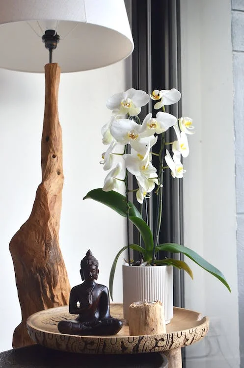 Como cuidar de Orquídeas no vaso