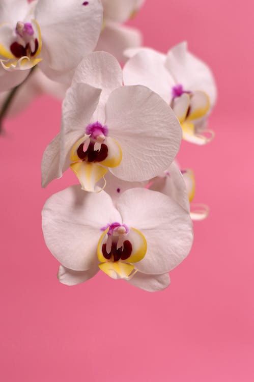 Como cuidar de Orquídeas no vaso