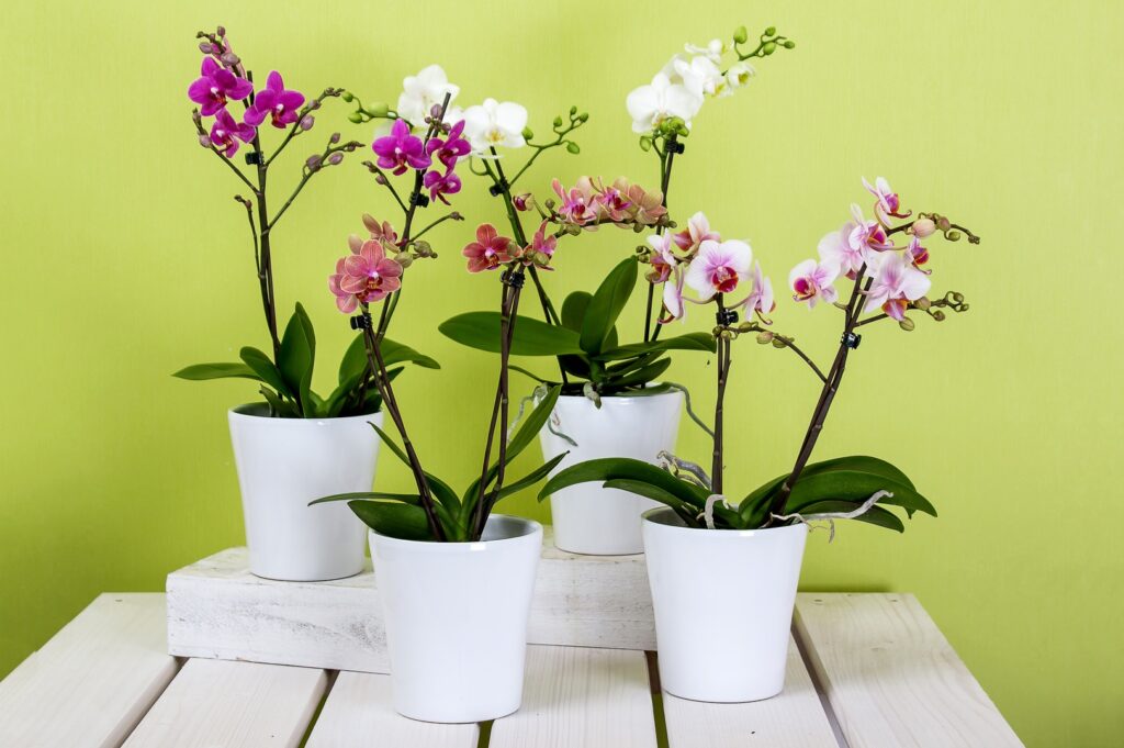 Como plantar Orquídeas em vasos passo a passo
