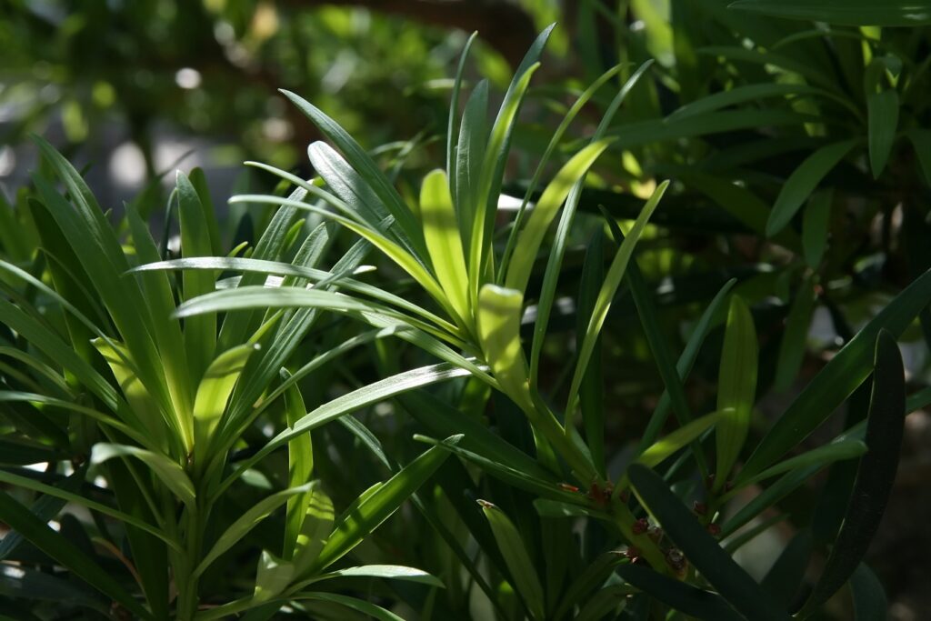 Podocarpo Podocarpus macrophyllus Pinheiro-de-buda