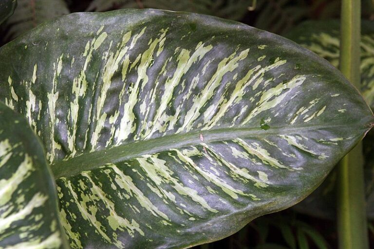 planta-comigo-ningu-m-pode-tipos-e-como-cuidar-2026