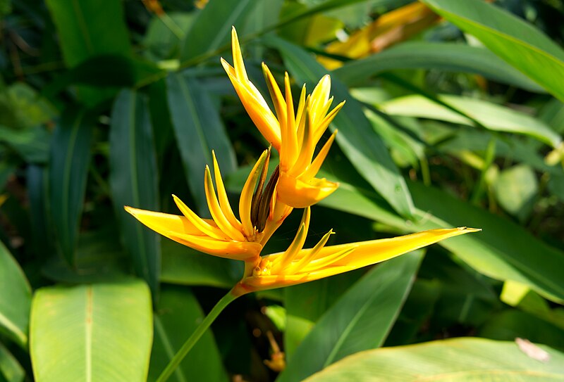 Helicônia papagaio (Heliconia psittacorum)