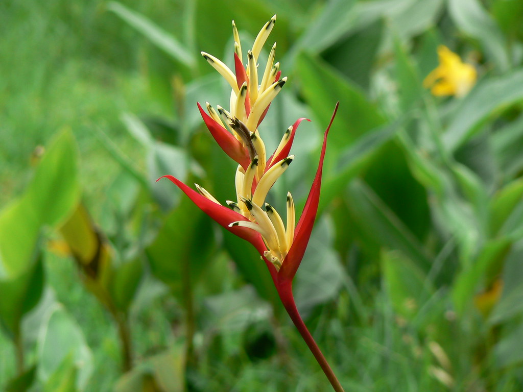 Helicônia papagaio (Heliconia psittacorum)