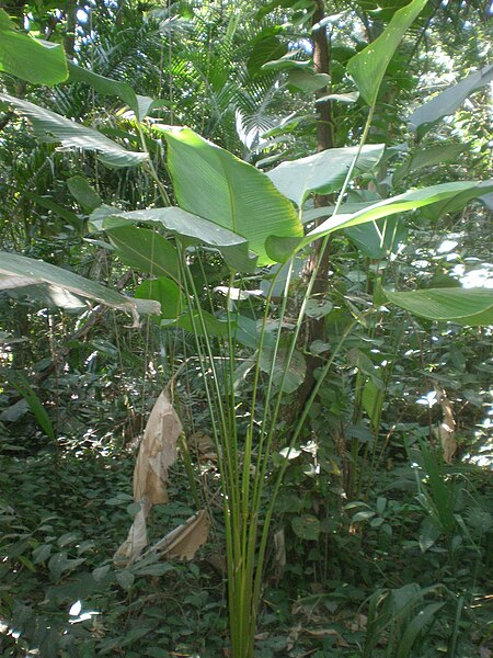 Maranta charuto