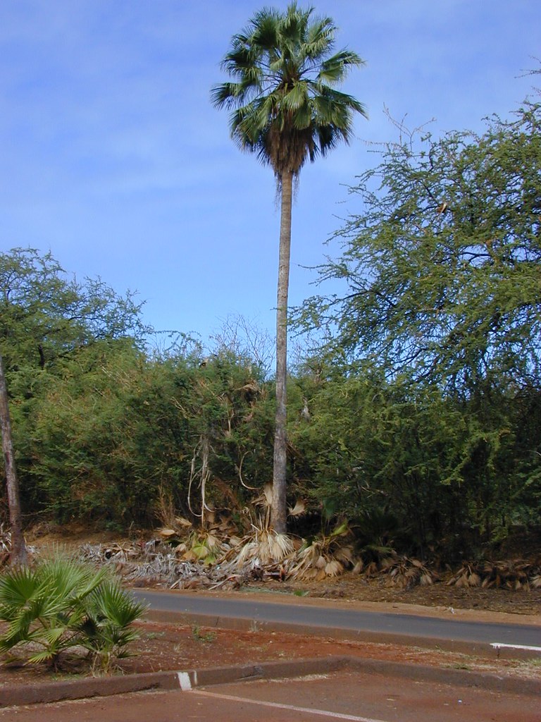 Palmeira Washingtonia Robusta