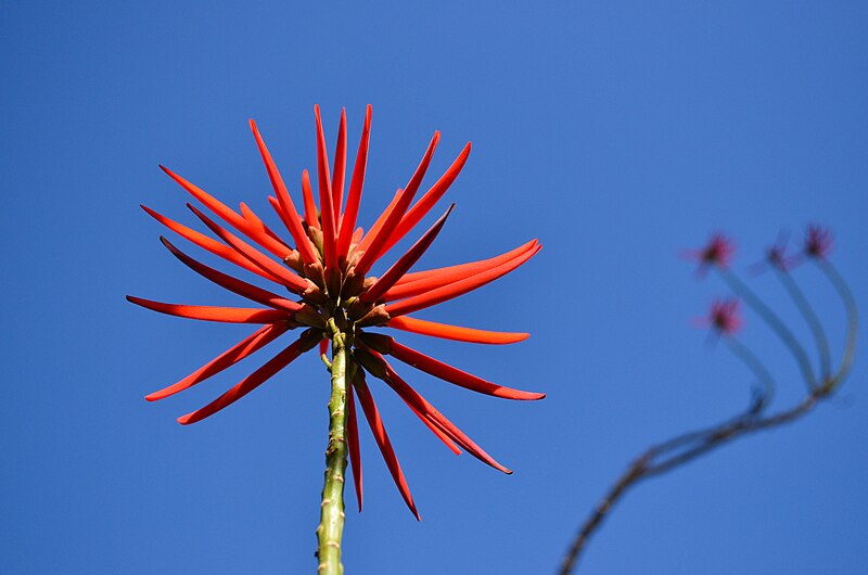 Flores raras