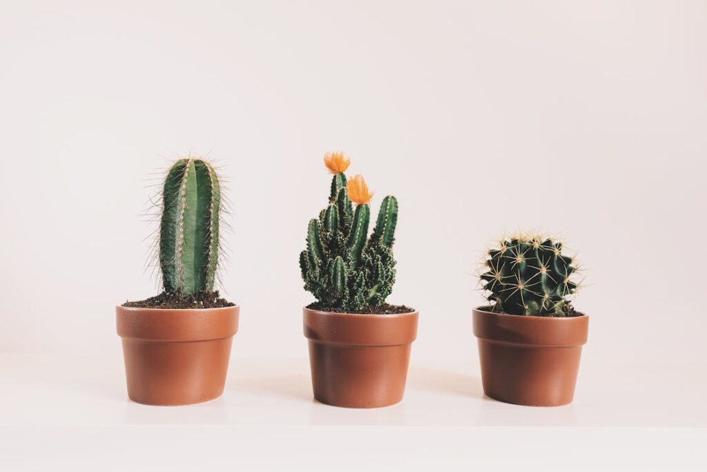 Plantas para quartos