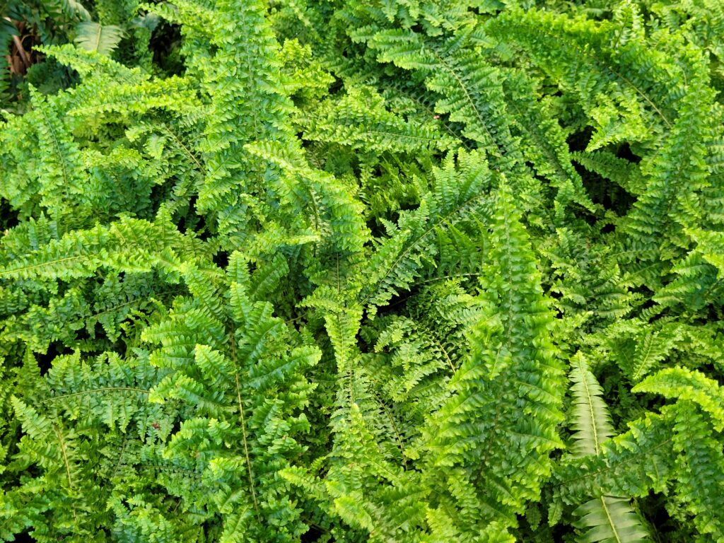 Plantas para quartos