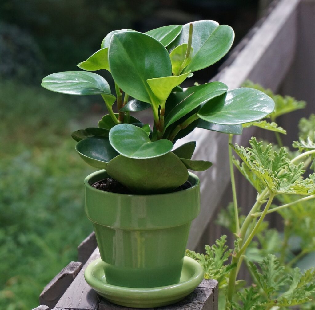 Plantas para quartos