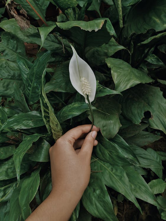 Plantas para quartos