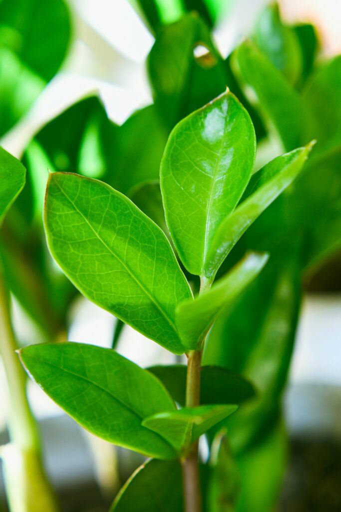 Plantas para quartos