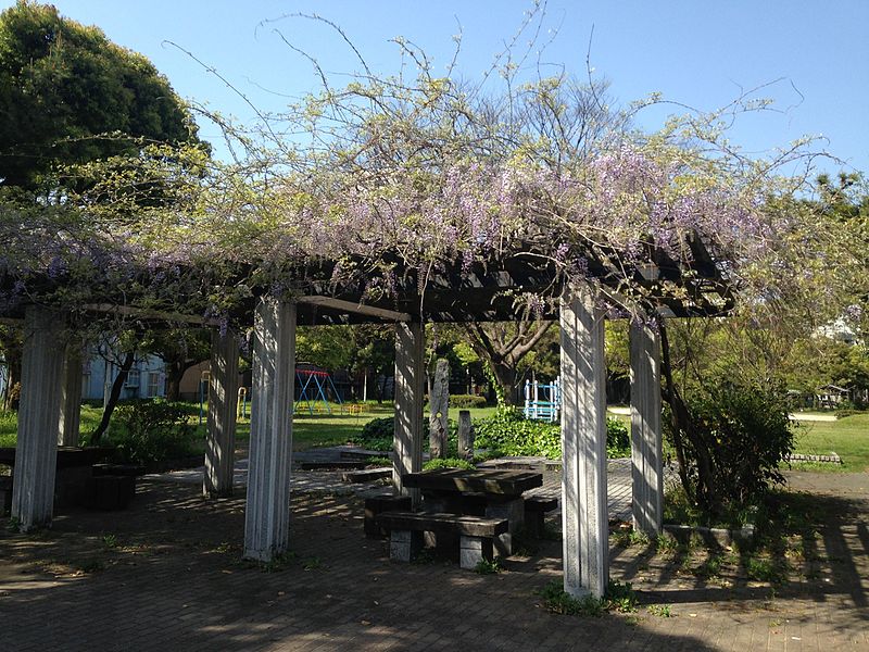 Madeira para pergolado