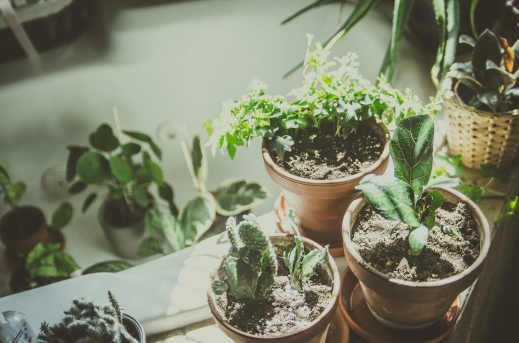 plantas para cozinha