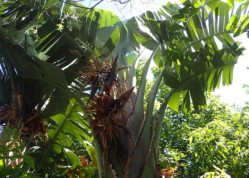 Strelitzia augusta