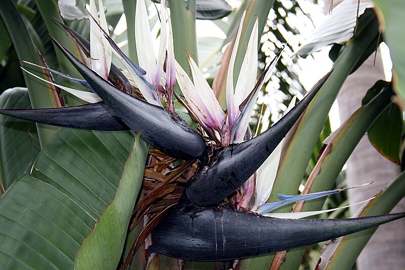 Strelitzia augusta