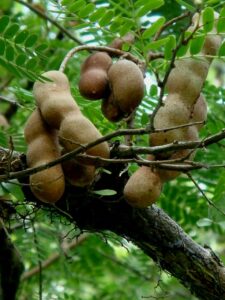 27 Árvores Frutíferas, nomes, tabela de podas e cuidados 2026