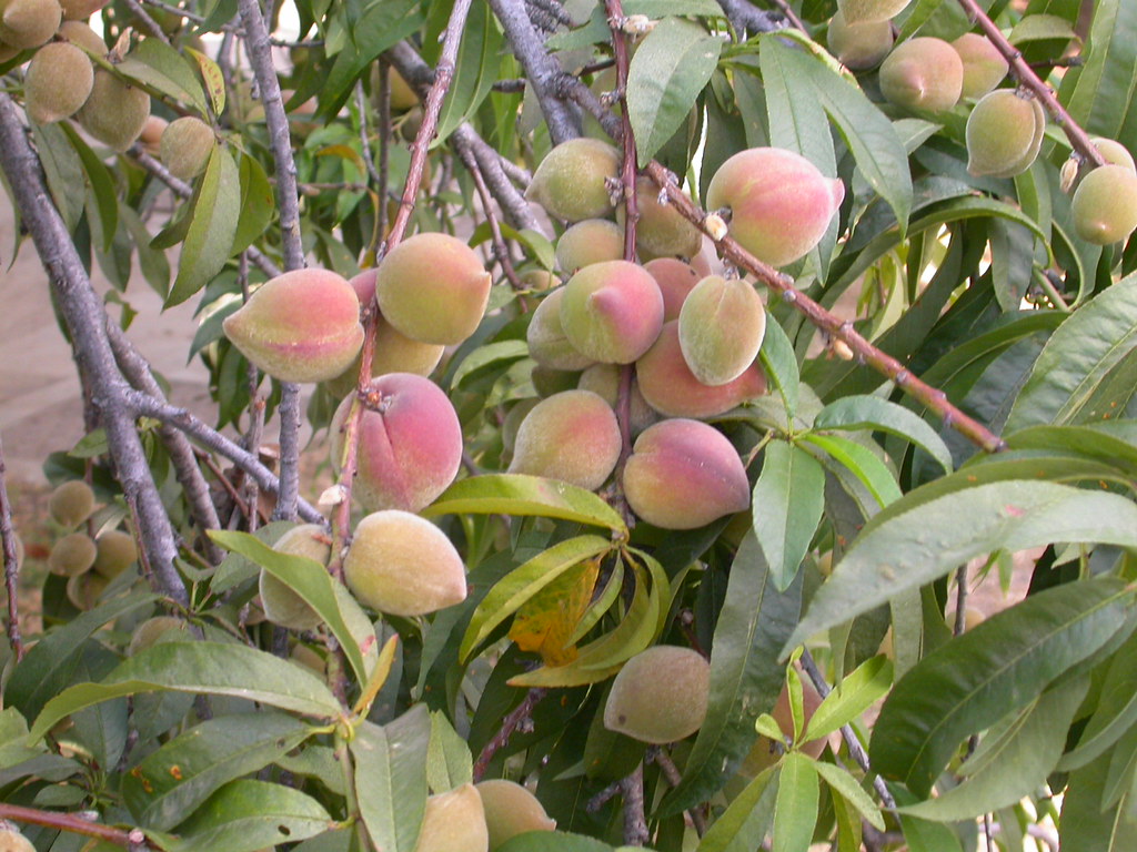 Árvores Frutíferas