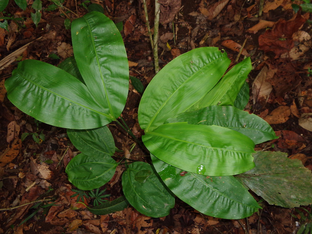 Ciclanto (Cyclanthus bipartitus)