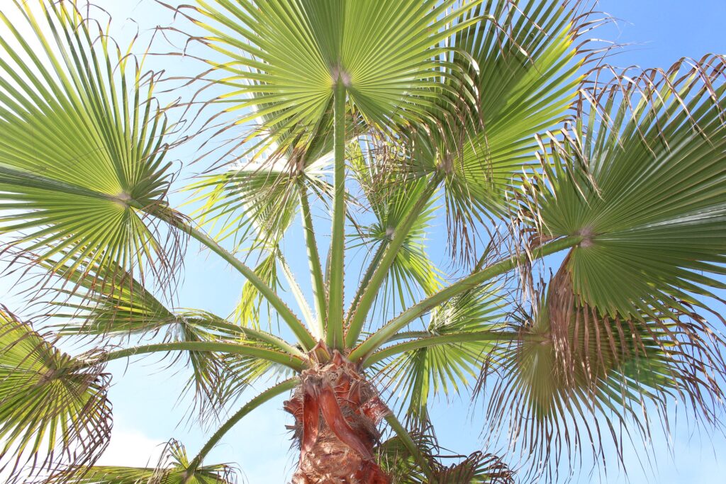 Palmeira Leque da China (Livistona chinensis)