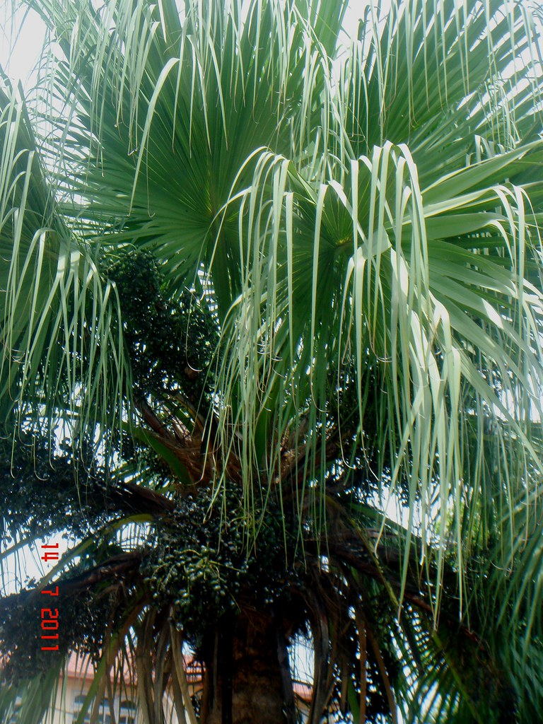 Palmeira Leque da China (Livistona chinensis)