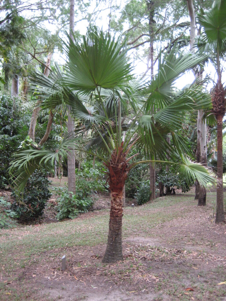 Palmeira Leque da China (Livistona chinensis)