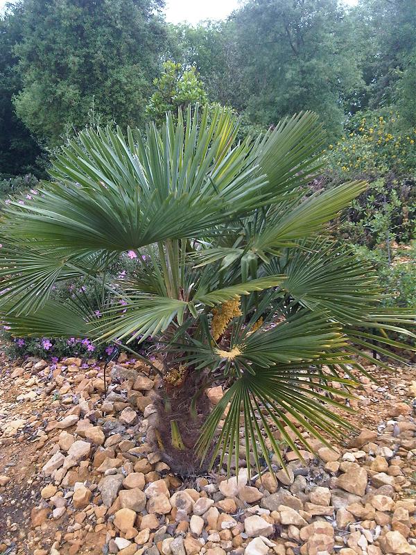 Palmeira Leque da China (Livistona chinensis)