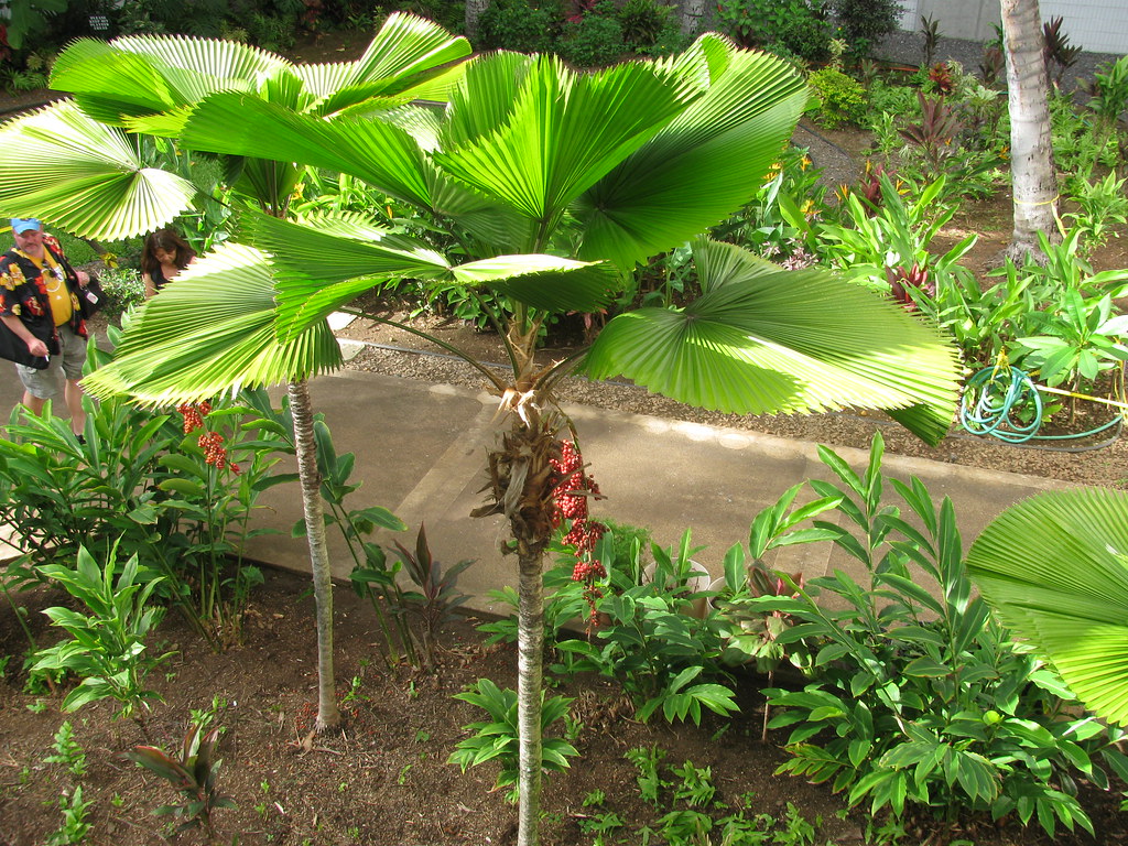 Palmeira Leque (Licuala grandis)