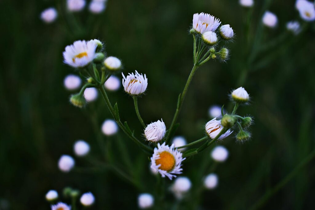 Camomila (Matricaria recutita)