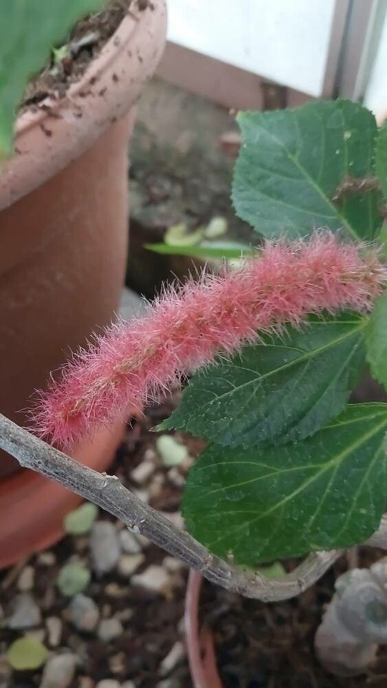 Rabo de gato (Acalypha repens)