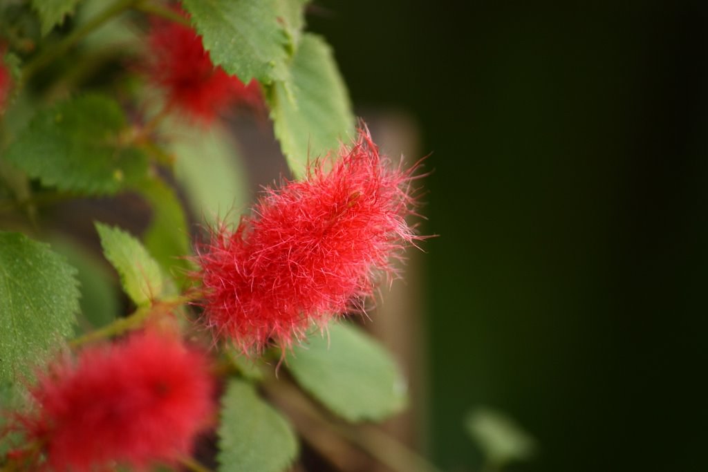 Rabo de gato (Acalypha repens)