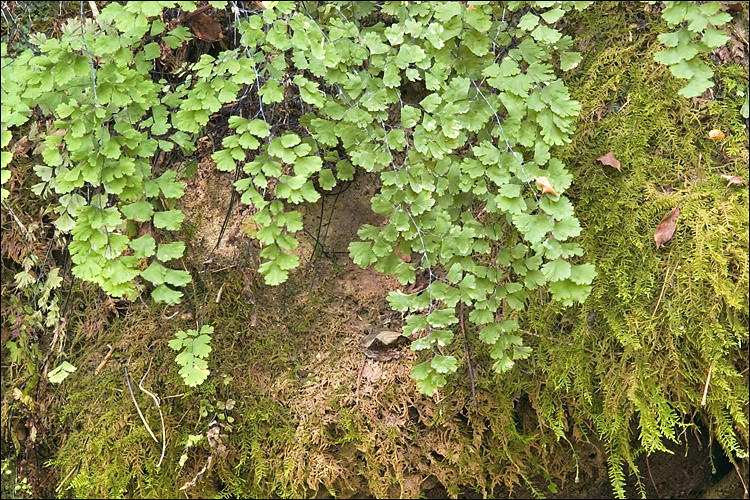 Avenca (Adiantum capillus-veneris)