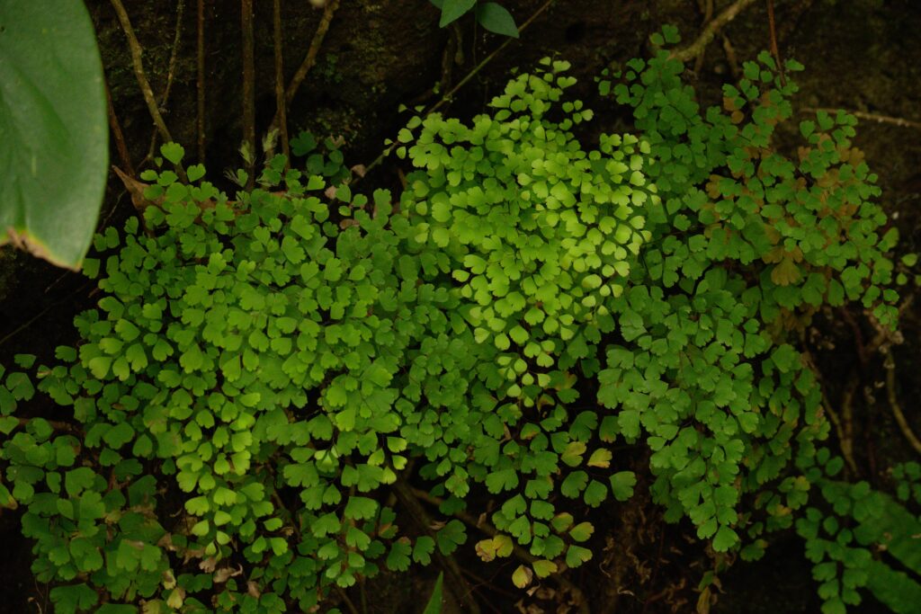 Avenca (Adiantum capillus-veneris)