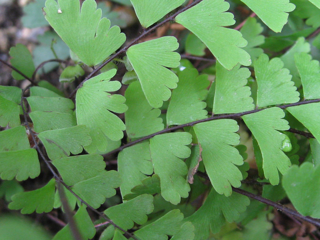 Avenca (Adiantum capillus-veneris)