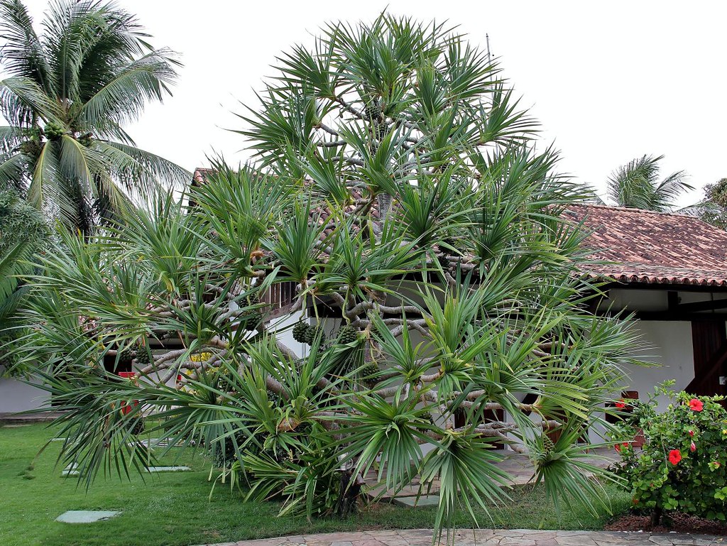 Pândano (Pandanus veitchii)