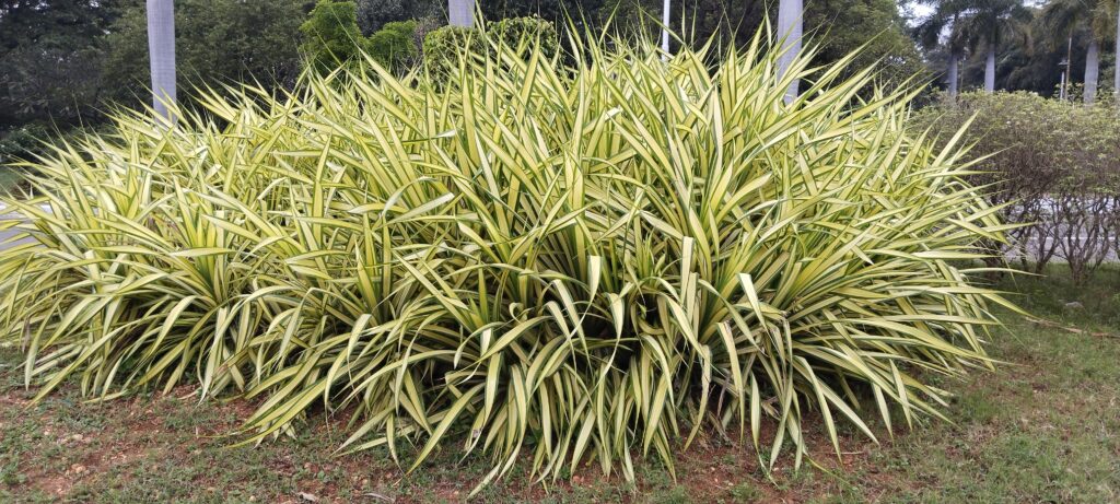 Pândano (Pandanus veitchii) Pândano (Pandanus veitchii)