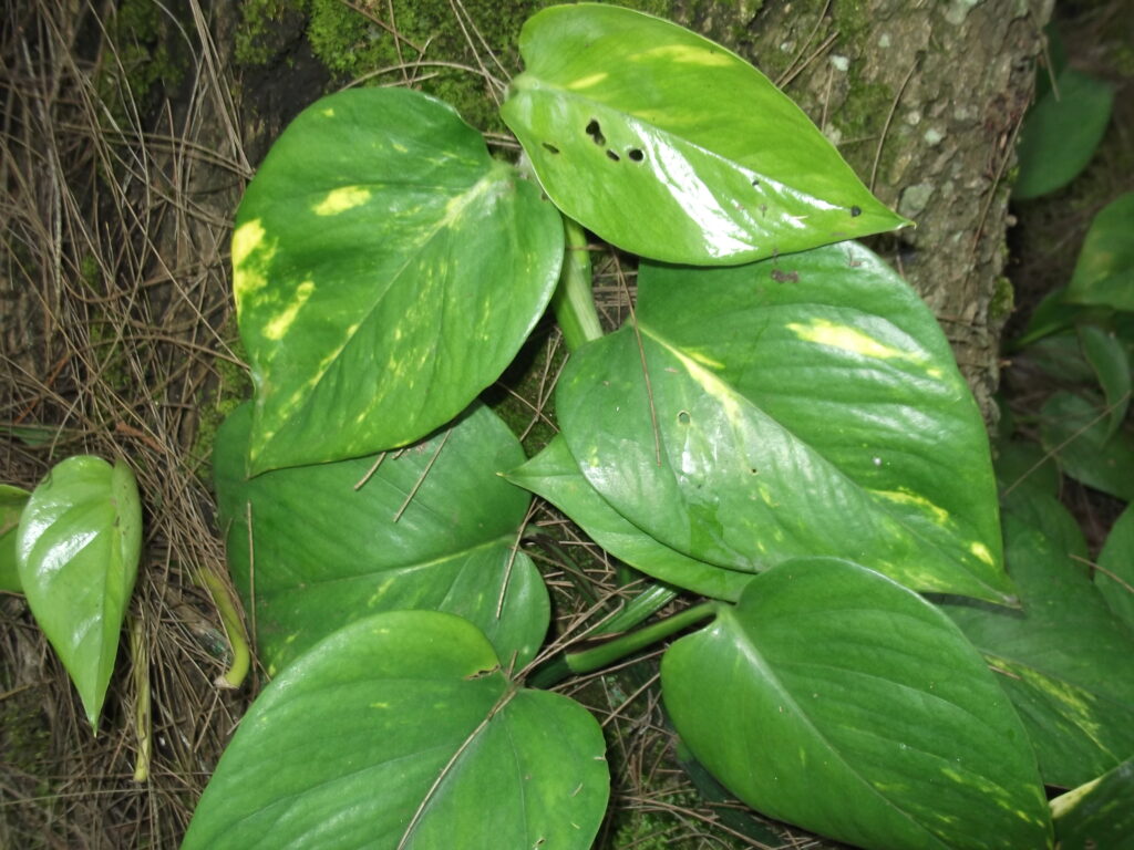 Planta Jibóia