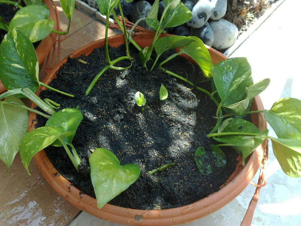 Planta Jibóia