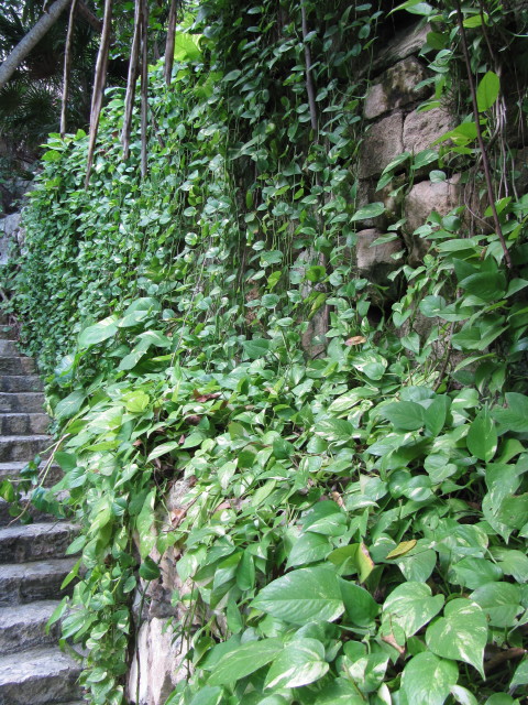 Planta Jibóia