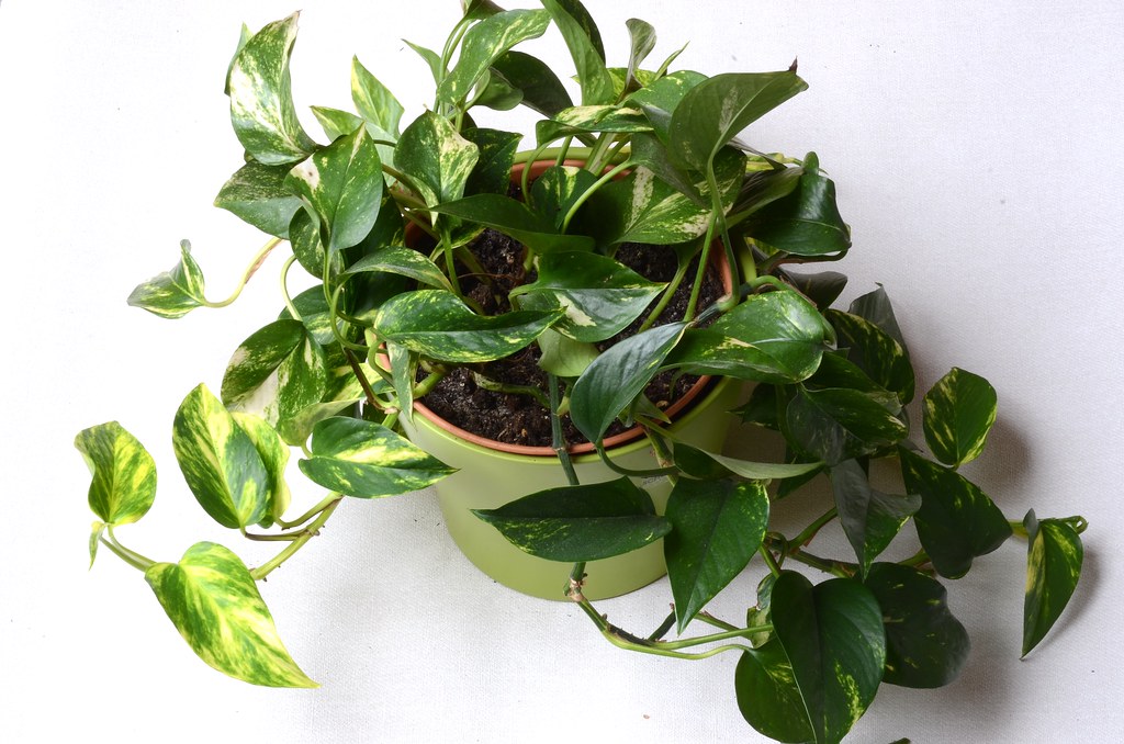 Planta Jibóia