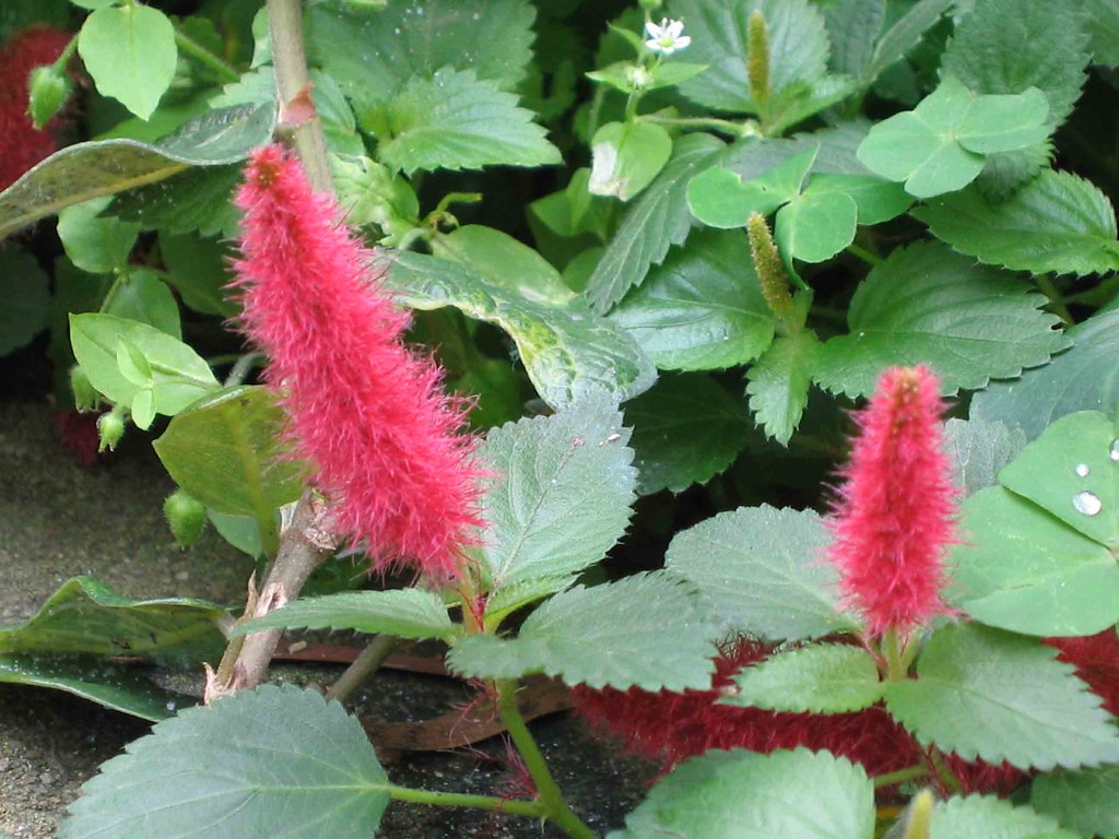 Planta Rabo de Gato (Acalypha reptans) Planta Rabo de Gato (Acalypha reptans)