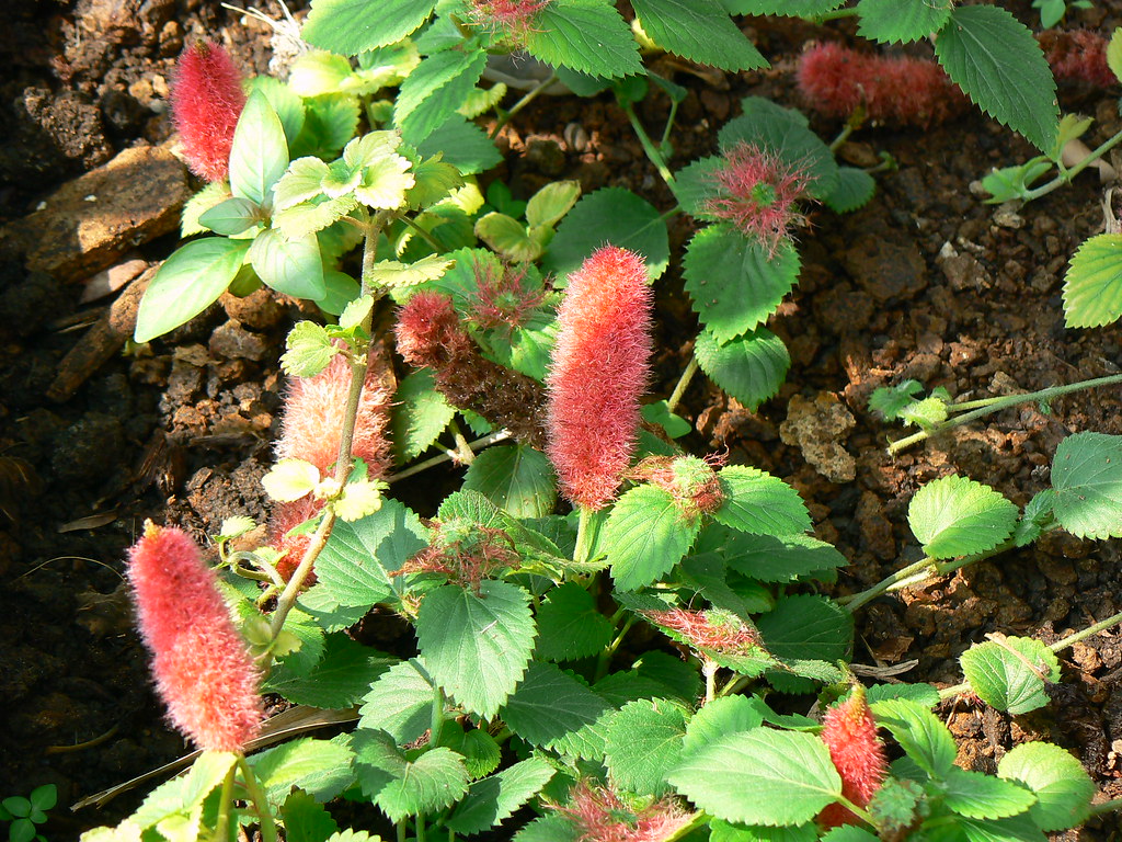 Planta Rabo de Gato (Acalypha reptans) Planta Rabo de Gato (Acalypha reptans)