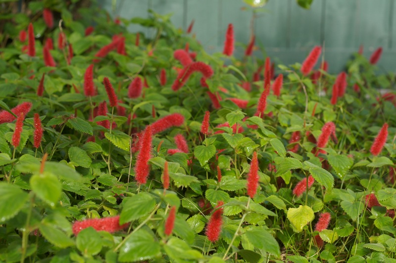 Planta Rabo de Gato (Acalypha reptans)