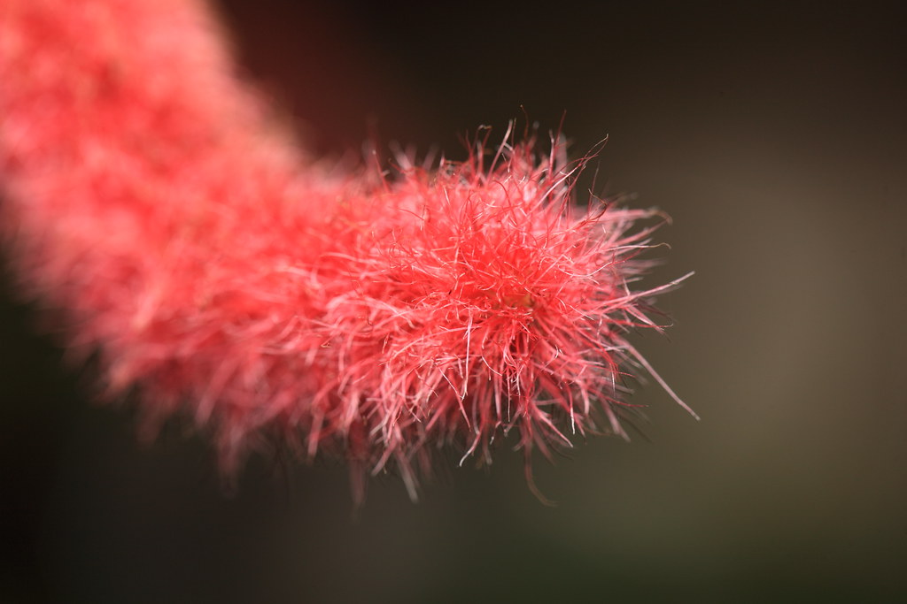 Planta Rabo de Gato (Acalypha reptans) Planta Rabo de Gato (Acalypha reptans)