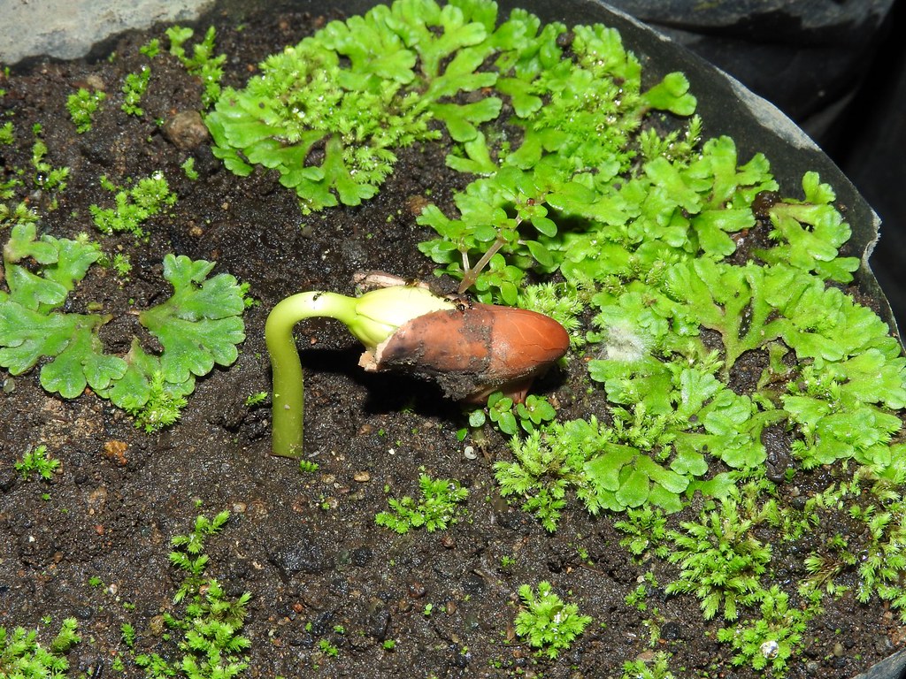 Acácia Rosa (Cassia grandis)