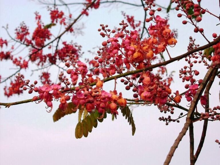 Acácia Rosa: Tudo sobre a árvore (Cassia grandis) 2026
