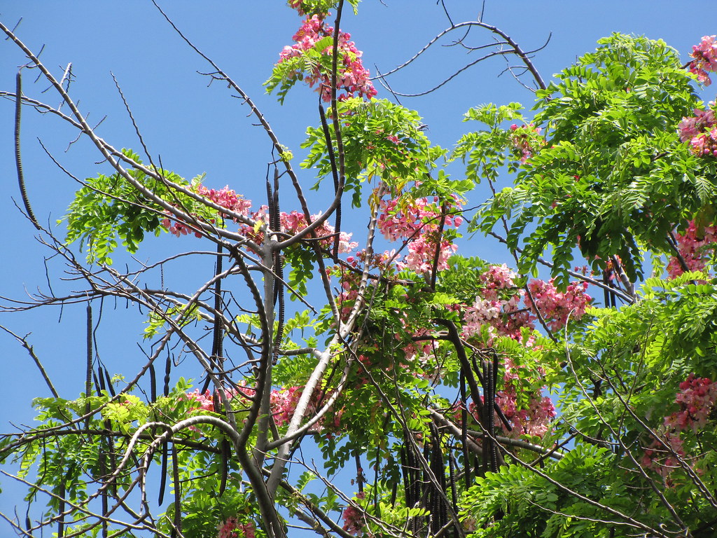 Acácia Rosa (Cassia grandis)