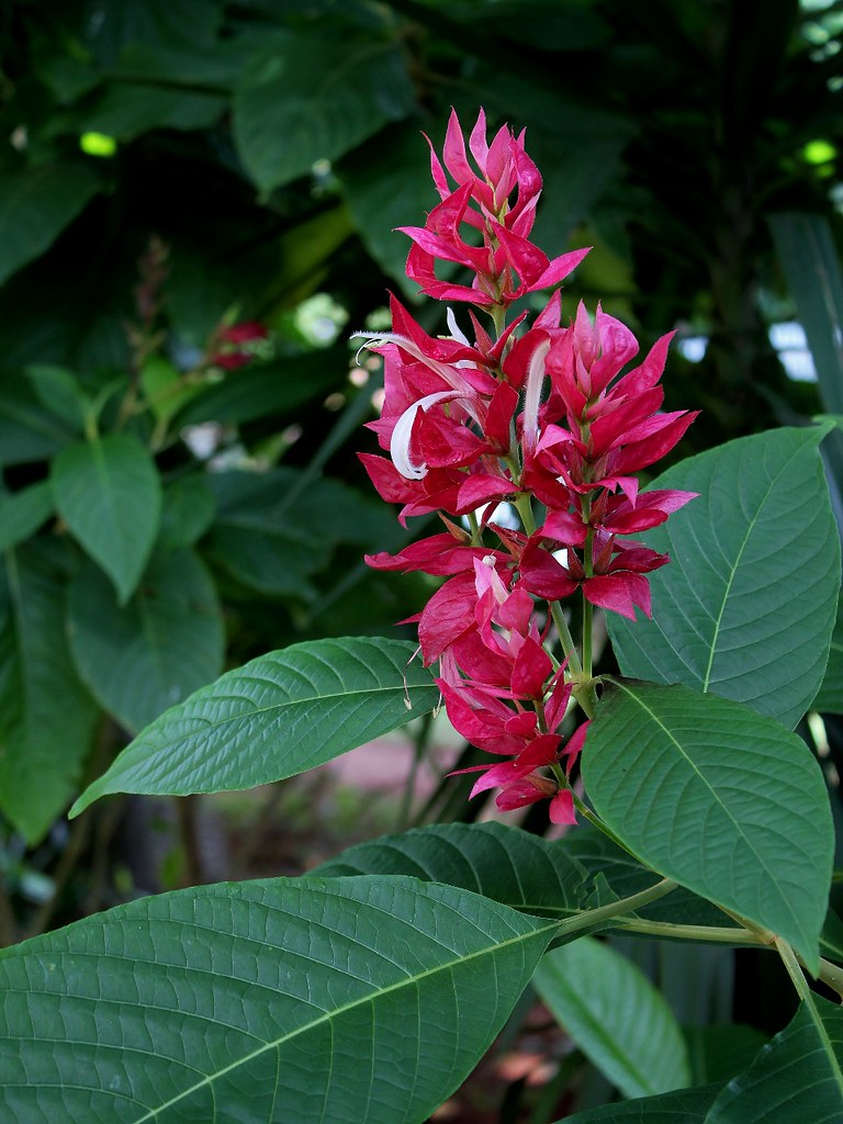 Planta Justícia Vermelha (Megaskepasma erythrochlamys) Planta Justícia Vermelha (Megaskepasma erythrochlamys)