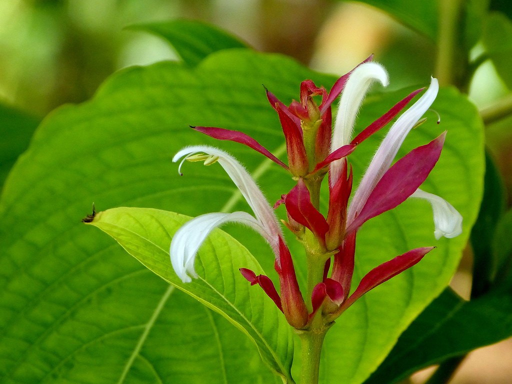 Planta Justícia Vermelha (Megaskepasma erythrochlamys)