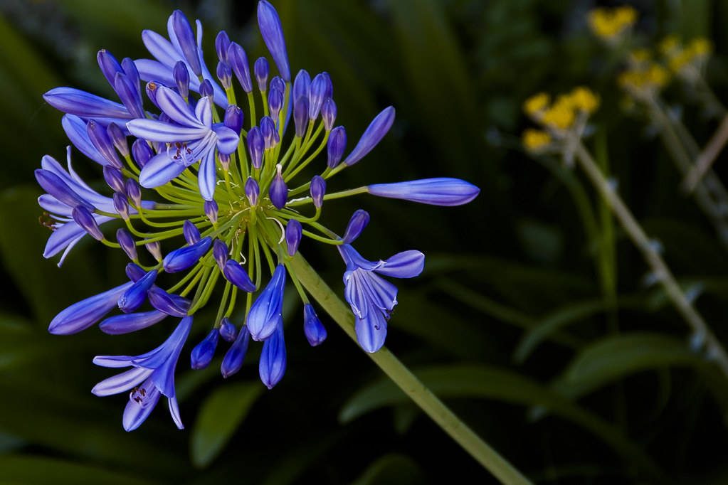 Flores Azuis Flores Azuis