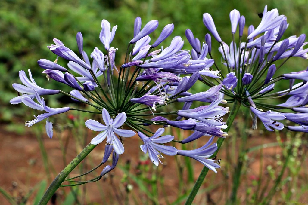 Agapanto (Agapanthus africanus)